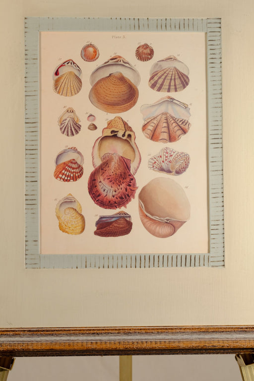 Antique Printed Study of Shells