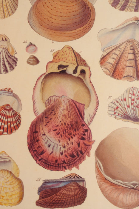 Antique Printed Study of Shells