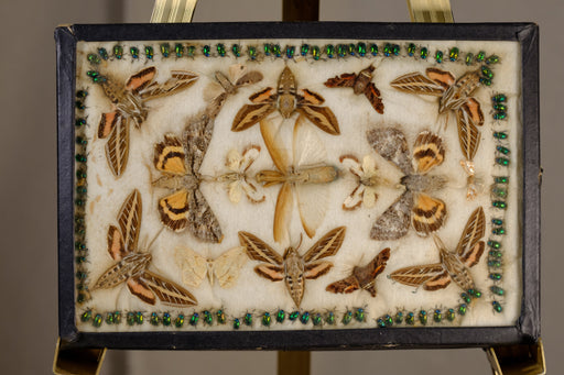 Framed Insect Taxidermy