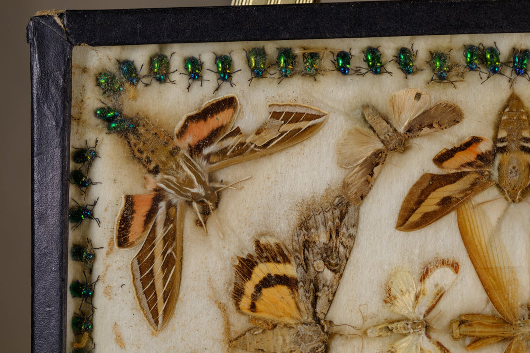 Framed Insect Taxidermy
